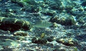 Image result for Lithognathus lithognathus