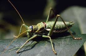 Attēlu rezultāti vaicājumam “Orthoptera”