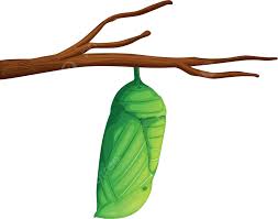 Attēlu rezultāti vaicājumam “pupa”