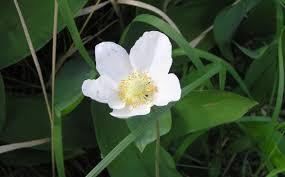 Attēlu rezultāti vaicājumam “Anemone sylvestris leaf”