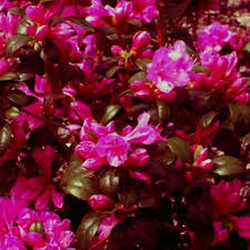 Image result for haaga tehron