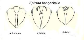 Attēlu rezultāti vaicājumam “Epirrita sp.”