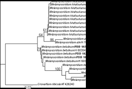 Attēlu rezultāti vaicājumam “Melampsoridium sp.”