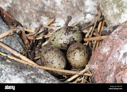 Attēlu rezultāti vaicājumam “Larus ridibundus eggs”