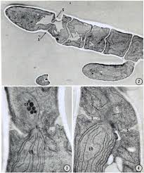 Attēlu rezultāti vaicājumam “Batrachospermum moniliforme”