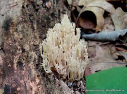 Attēlu rezultāti vaicājumam “Clavicorona pyxidata”