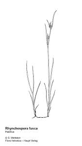 Attēlu rezultāti vaicājumam “Rhynchospora fusca”