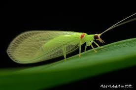 Attēlu rezultāti vaicājumam “Chrysopa”