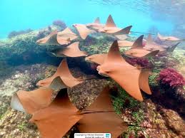 Image result for Rhinoptera brasiliensis