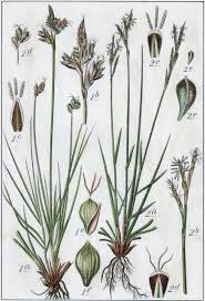 Attēlu rezultāti vaicājumam “Carex digitata”