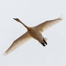 Attēlu rezultāti vaicājumam “Cygnus cygnus adult”