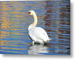Attēlu rezultāti vaicājumam “Cygnus olor”