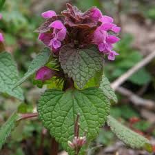 Attēlu rezultāti vaicājumam “Lamium purpureum leaf”