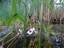 Attēlu rezultāti vaicājumam “Sagittaria sagittifolia”