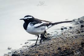 Attēlu rezultāti vaicājumam “Motacillidae”