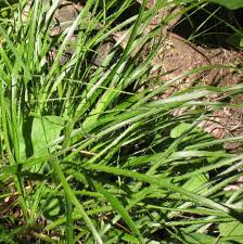 Attēlu rezultāti vaicājumam “Luzula luzuloides”