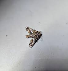 Attēlu rezultāti vaicājumam “Lasiocampa trifolii male”