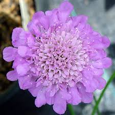 Image result for Scabiosa columbaria