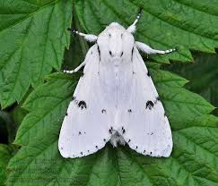 Attēlu rezultāti vaicājumam “Acronicta leporina”