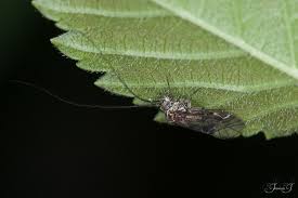 Attēlu rezultāti vaicājumam “Psococerastis gibbosa”