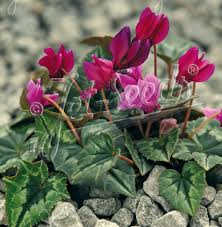 Attēlu rezultāti vaicājumam “Cyclamen hederifolium”