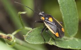 Attēlu rezultāti vaicājumam “Capsodes gothicus”