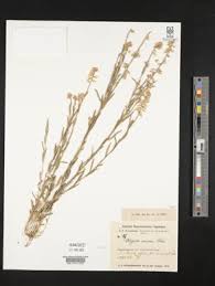 Attēlu rezultāti vaicājumam “Polygala comosa”