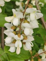 Attēlu rezultāti vaicājumam “Robinia neomexicana flower”