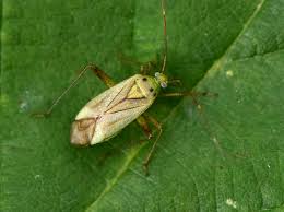 Attēlu rezultāti vaicājumam “Adelphocoris quadripunctatus imago”
