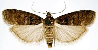 Attēlu rezultāti vaicājumam “Ortholepis betulae”