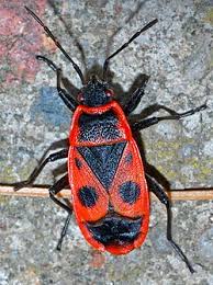 Attēlu rezultāti vaicājumam “Pyrrhocoris apterus”