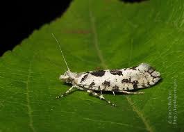 Attēlu rezultāti vaicājumam “Ypsolopha asperella”