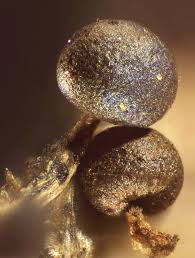 Attēlu rezultāti vaicājumam “Physarum sulphureum”