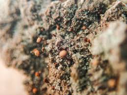 Attēlu rezultāti vaicājumam “Sclerophora coniophaea”