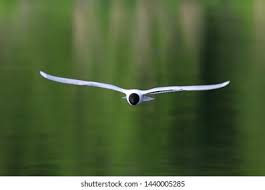 Attēlu rezultāti vaicājumam “Larus minutus”