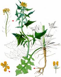 Attēlu rezultāti vaicājumam “Sisymbrium loeselii”