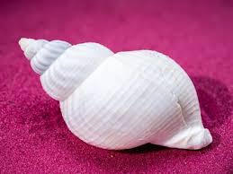 Image result for Buccinum undatum