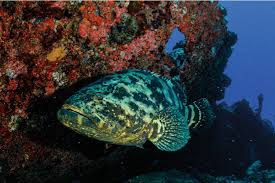 Image result for Epinephelus itajara
