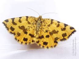 Attēlu rezultāti vaicājumam “Pseudopanthera macularia”