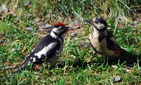 Attēlu rezultāti vaicājumam “Dendrocopos major female”
