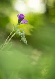 Attēlu rezultāti vaicājumam “Geranium sylvaticum bud”