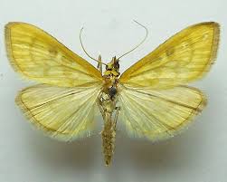 Attēlu rezultāti vaicājumam “Mecyna flavalis”