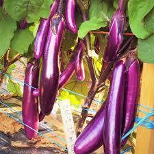 Afbeeldingsresultaat voor fengyuan purple eggplant