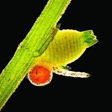 Attēlu rezultāti vaicājumam “Chara intermedia”