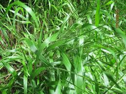 Attēlu rezultāti vaicājumam “Brachypodium sylvaticum leaf”