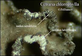 Attēlu rezultāti vaicājumam “Tuckermannopsis chlorophylla”