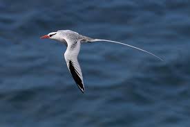 Image result for Phaethon aethereus