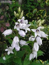 Attēlu rezultāti vaicājumam “Campanula latifolia”