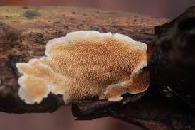 Attēlu rezultāti vaicājumam “Steccherinum bourdotii”