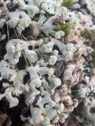 Attēlu rezultāti vaicājumam “Menegazzia terebrata”